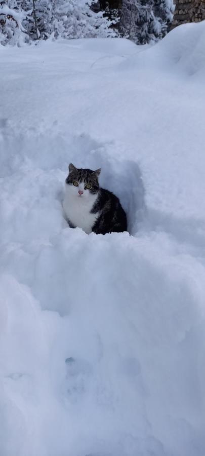 Appartement Winteraugut ヴェルフェン エクステリア 写真